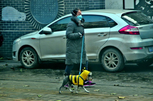 跟着狗流浪会人变老吗_流浪狗为什么会跟着人_流浪狗跟着人走