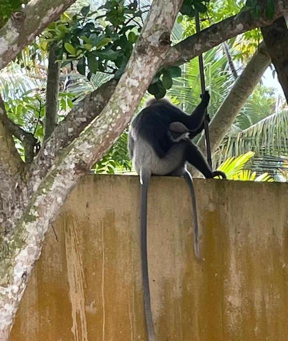 猴子吃香蕉游戏_猴子吃香蕉游戏_猴子疯狂吃香蕉游戏