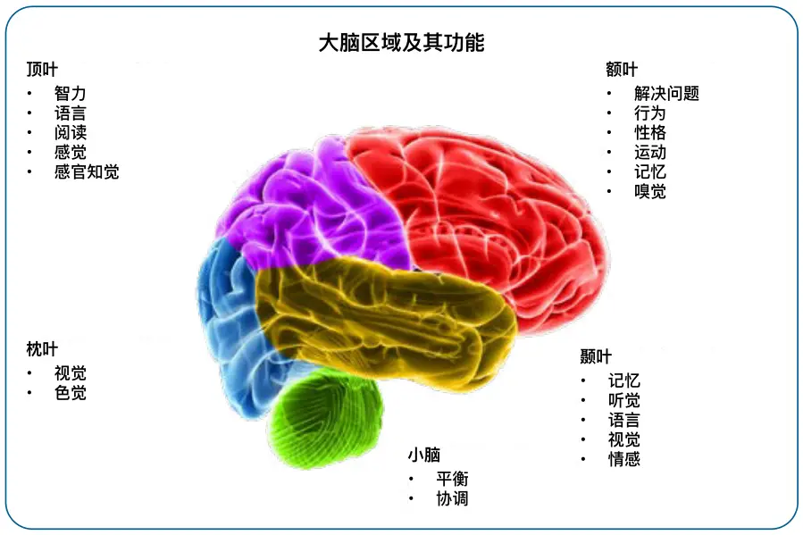 脑年龄测试游戏版_脑龄测试小游戏_大脑年龄测试游戏