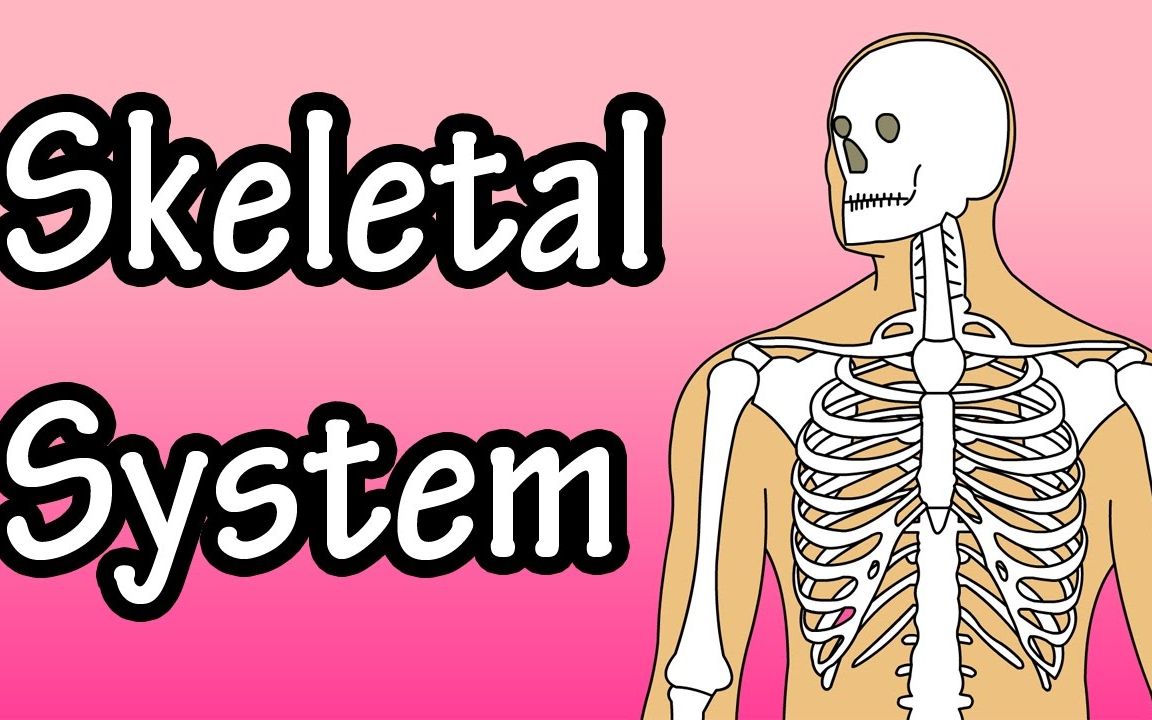 动漫人物的人体骨架怎么画_动漫骨架图怎么画_医学人体结构骨架动漫图