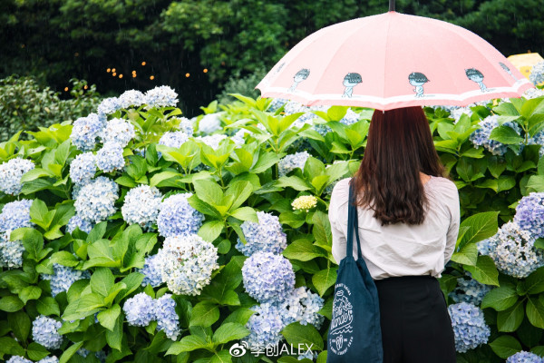 兰岛物语psp攻略王嫁_花嫁物语婚纱店_花嫁物语婚纱