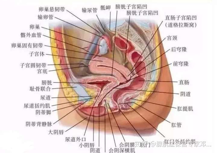 子宫抜き脊椎蛙下载_子宫抜き 动画_子宫秒懂百科