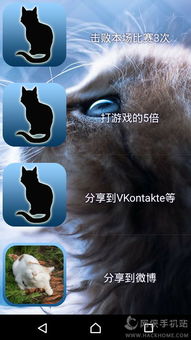 帮奶奶找猫 帮奶奶找猫